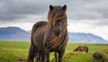 Paardrijtocht langs de Warme Bronnen met Optioneel Ophalen vanuit Reykjavik 