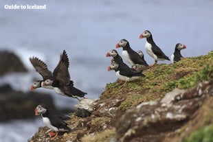 Les macareux prennent leur envol des falaises de Dyrholaey en Islande.