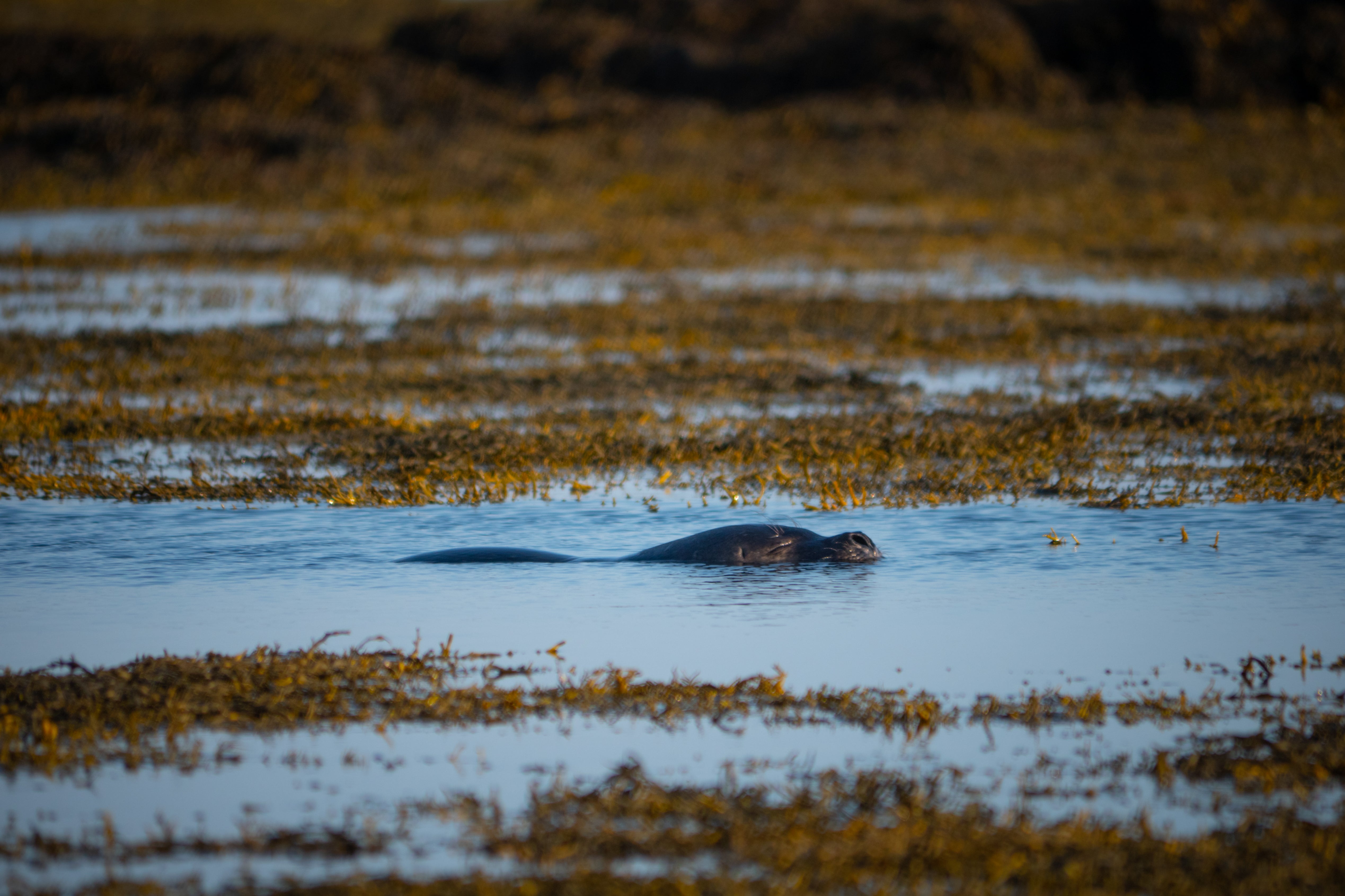 See friendly and curious seals just offshore the Ytri Tunga beach.