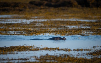 See friendly and curious seals just offshore the Ytri Tunga beach.