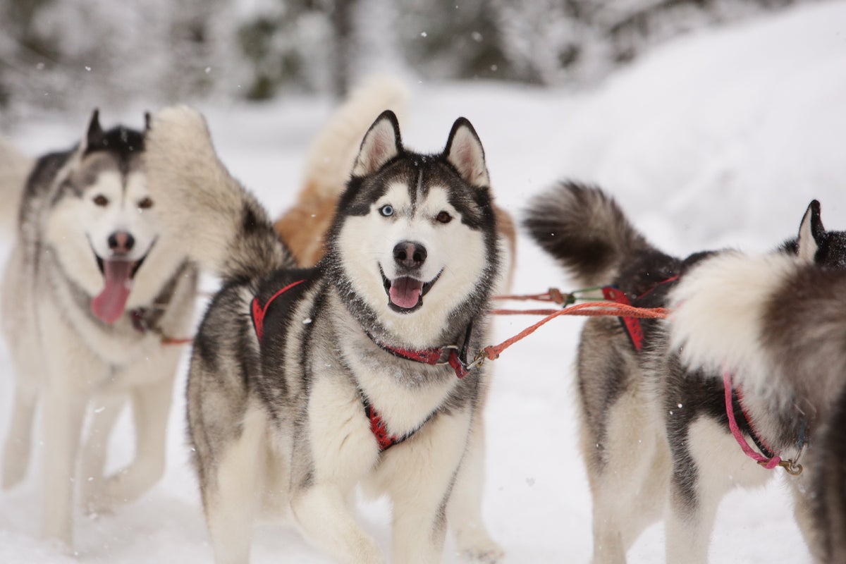 Dog Sledding Tour in Myvatn in North Iceland Siberian Husky Tour
