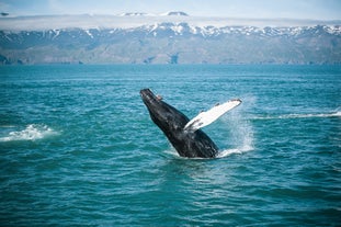 Small Group 2-Hour Puffin and Whale Watching Tour from Husavik