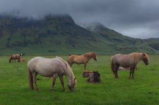 Icelandic horses relaxing in the lush Icelandic nature.