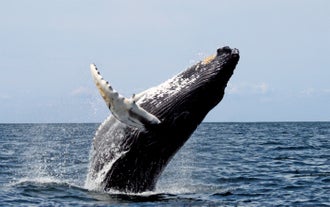 A humpback whale surfaces from the ocean during a midnight sun whale watching tour from Akureyri.