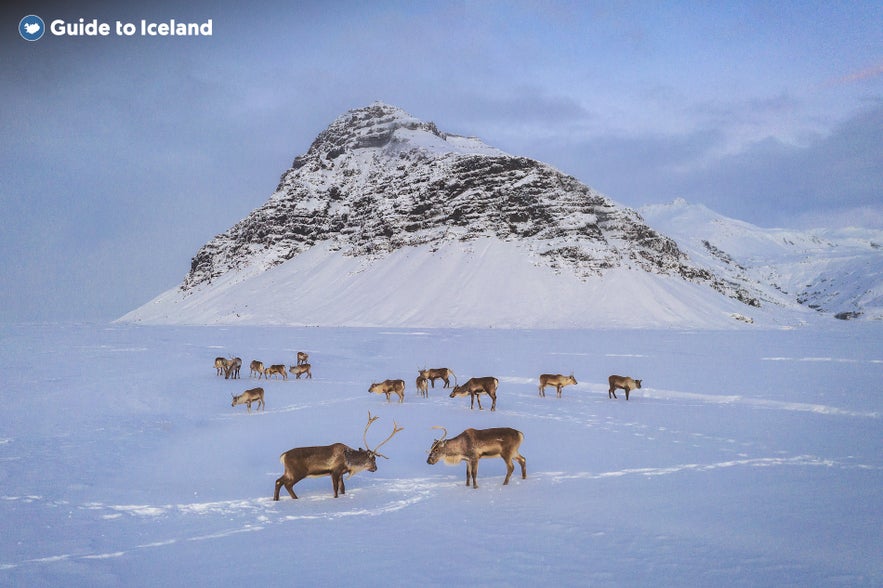 Reindeers are one of the unique features of East Iceland