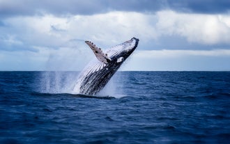 Tour di whale watching con trasferimento da Akureyri