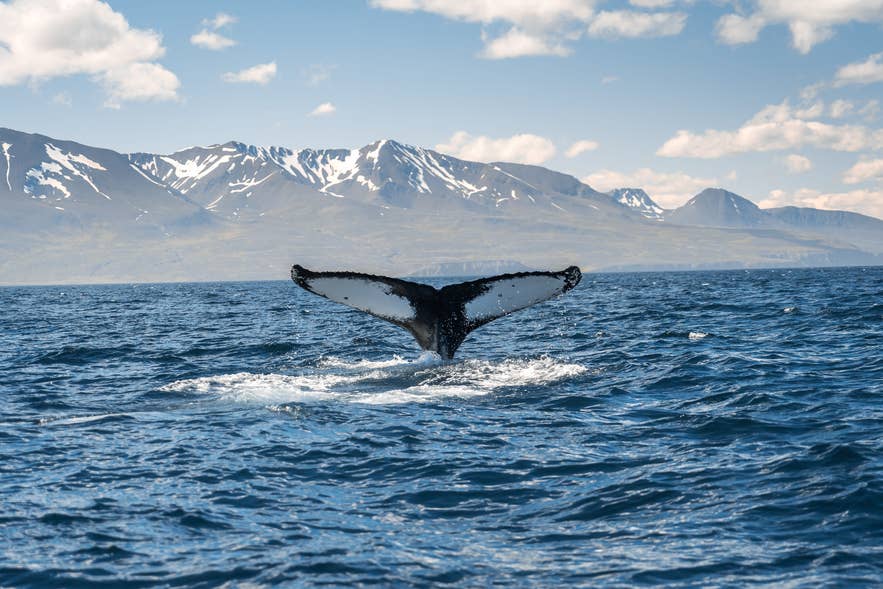 Humpback whale fluke above the water in Eyjafjordur with snow-capped mountains behind Humpback whale fluke above the water in Eyjafjordur with snow-capped mountains behind