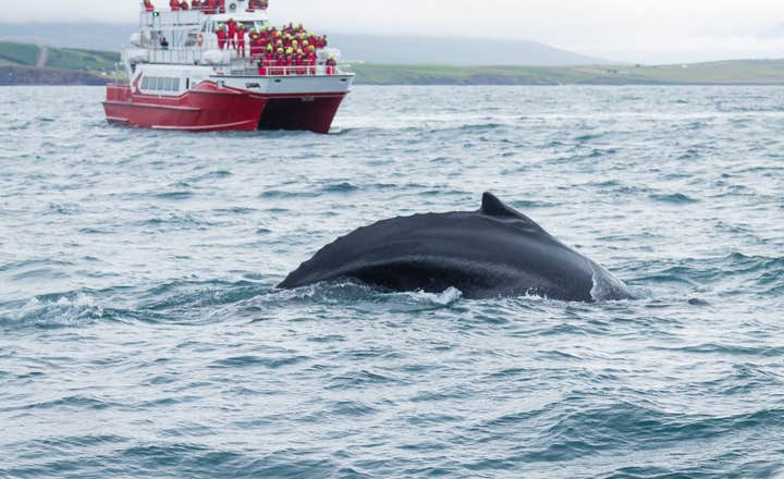 Hvalsafaristur med transport fra Akureyri