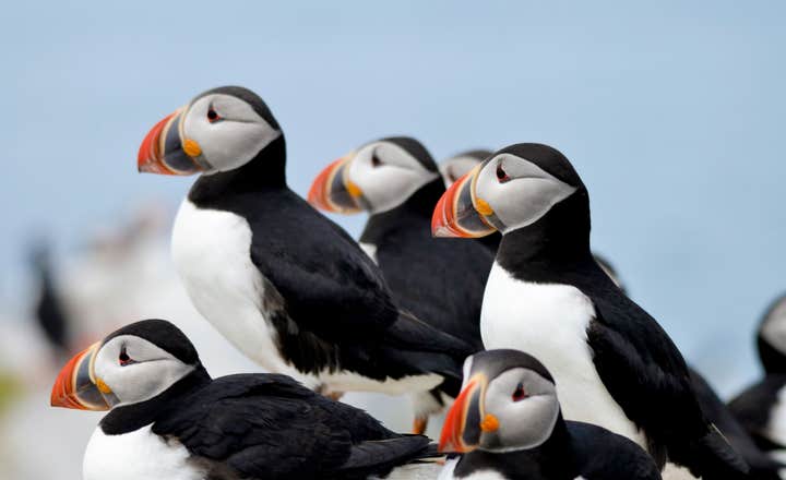 Wycieczka łodzią z Reykjaviku w poszukiwaniu wielorybów i maskonurów