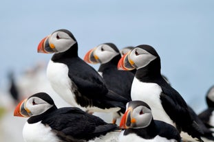 Båttur med valsafari och lunnefågelskådning från Reykjavik