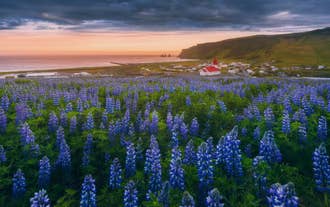 Paarse lupinevelden bloeien onder een zonsondergang in Vik, Zuid-IJsland, met een kerk met rode daken en de kliffen van Reynisdrangar.