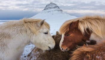Excursión en Minibús para Grupos Reducidos a la Península de Snaefellsnes, con las Mejores Valoraciones desde Reikiavik