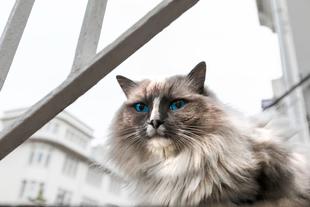 Gaze into the mesmerizing sapphire eyes of this stunning feline.