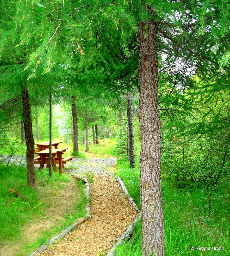 Hallormsstaðaskógur Forest in East-Iceland