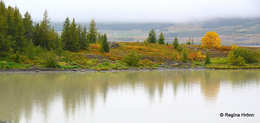 Hallormsstaðaskógur Forest in East-Iceland - Iceland's largest Forest