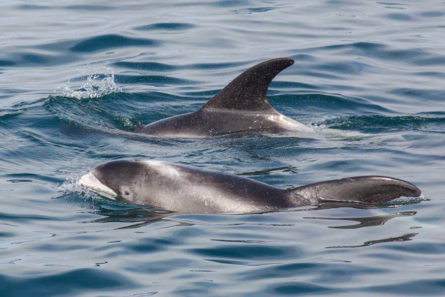 White-beaked dolphins swimming off the coast of Iceland White-beaked dolphins swimming off the coast of Iceland