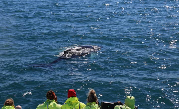 Niedroga 3-godzinna wycieczka łodzią z obserwacją wielorybów z Reykjaviku