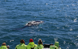 A group of tourists in bright jackets watch a surfacing humpback whale up close during a boat tour in Reykjavik’s waters.