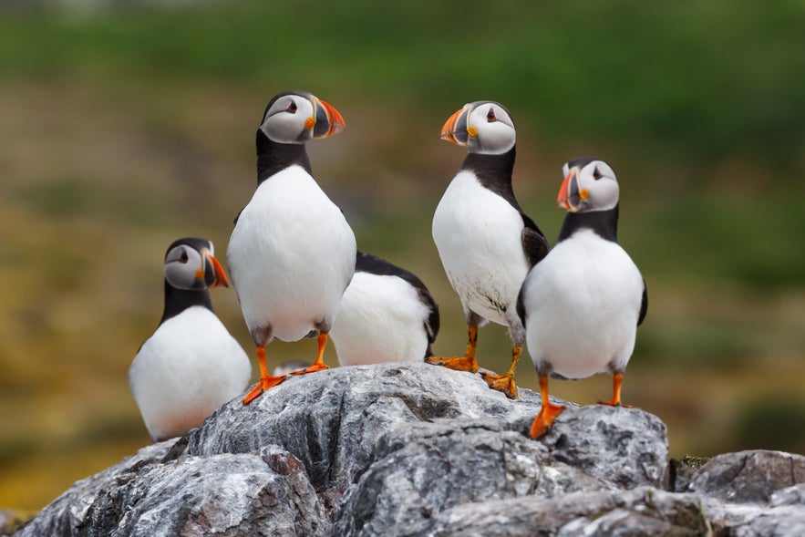 Atlantic puffins standing on rocks during nesting season on Heimaey Island, South Iceland.