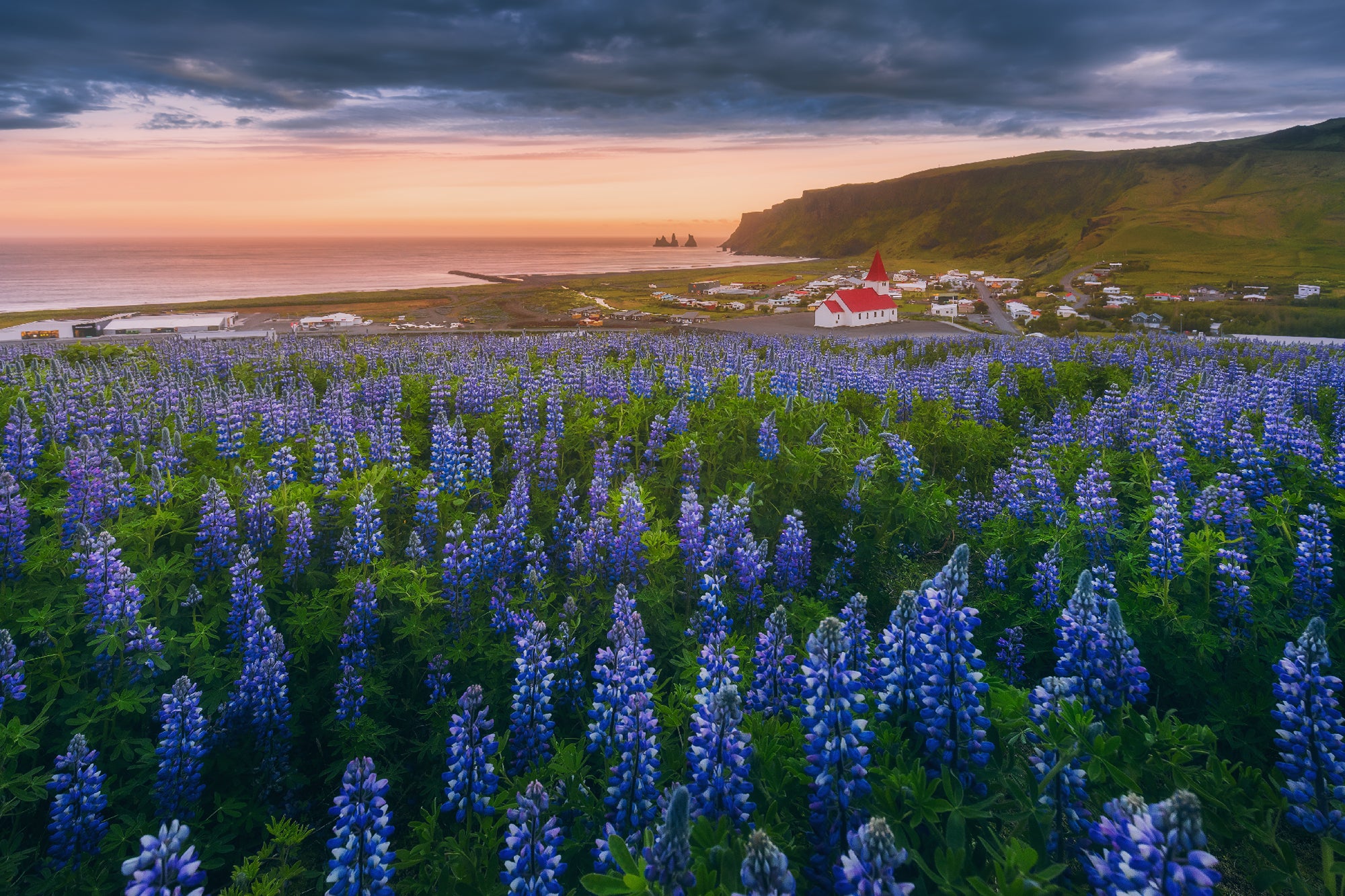 Lupiner blomstrer under en fargerik himmel i landsbyen Vik på Sør-Island, med en kirke med rødt tak og sjøklipper i bakgrunnen.