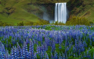 La cascata di Skogafoss scende dietro a vibranti lupini viola in una scenografica giornata estiva lungo la costa meridionale dell'Islanda.