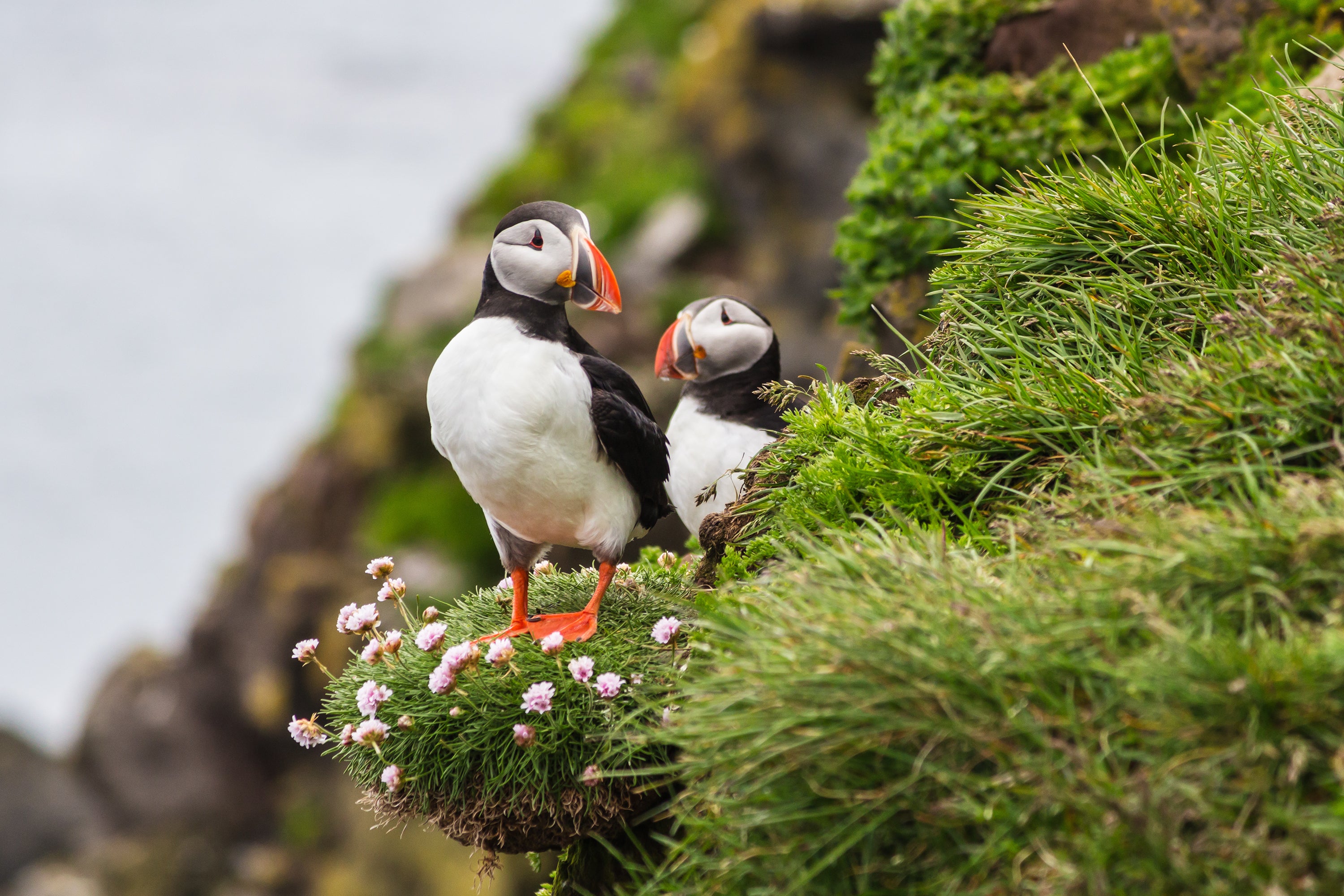 To søpapegøjer står på en græsklædt islandsk klippe oversået med lyserøde blomster med udsigt over den nordatlantiske kyst.