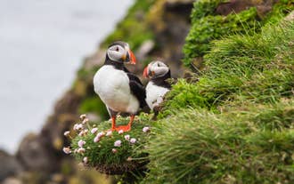 Two Atlantic puffins stand on a grassy Icelandic cliff dotted with pink flowers, overlooking the North Atlantic coast.