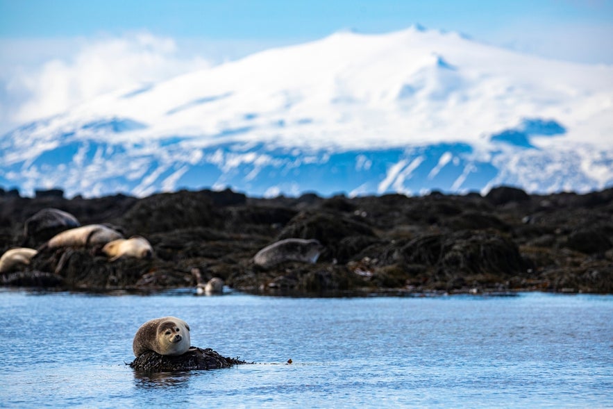 Seals resting on the shore at Ytri Tunga Beach with snowy Snaefellsjokull Glacier in the background in West Iceland. Seals resting on the shore at Ytri Tunga Beach with snowy Snaefellsjokull Glacier in the background in West Iceland.