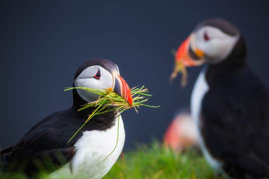 Private Golden Circle and South Coast Tour with Optional Stops and Transfer from Reykjavik