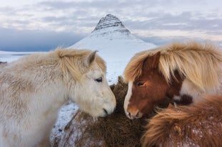 Séjour d'Hiver de 12 jours en Petit Groupe avec Tour de l'Islande & Péninsule de Snaefellsnes