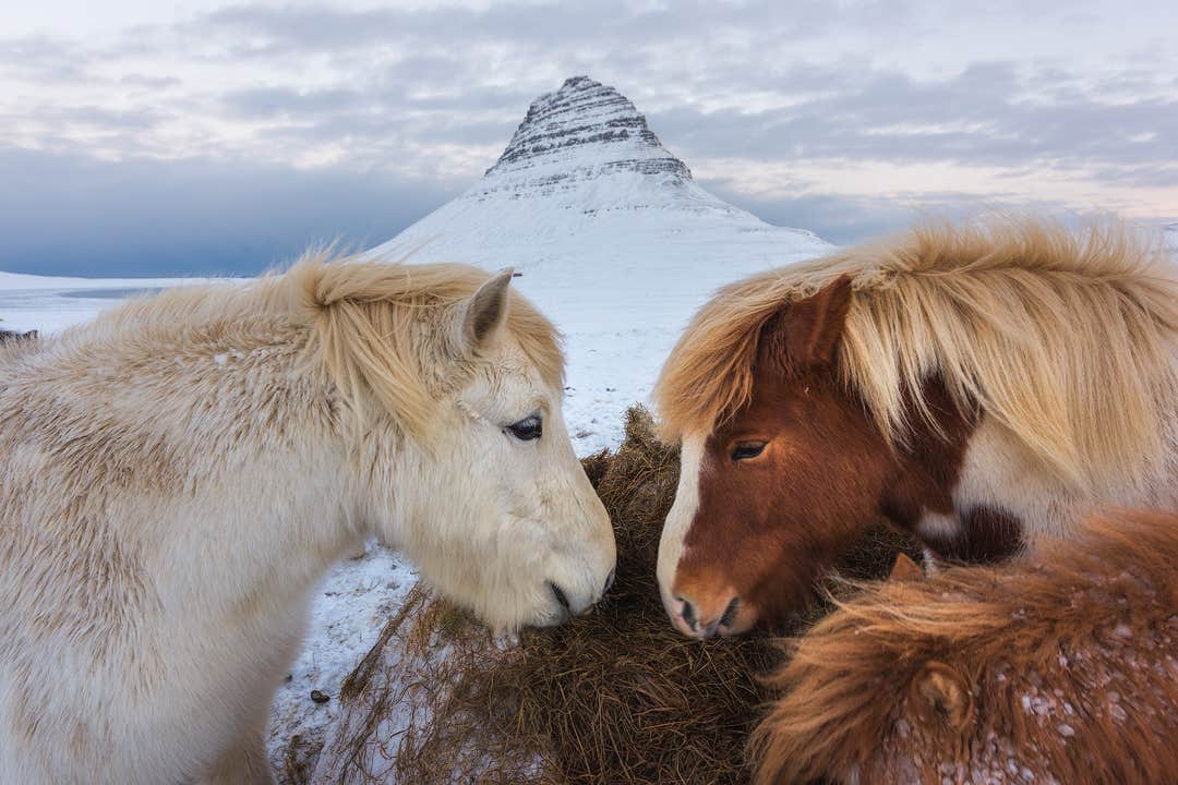 Des chevaux islandais se frottant le museau dans la neige, avec la montagne Kirkjufell en arrière-plan.