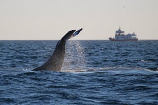 Excursion Classique d’Observation des Baleines de 3 heures depuis Reykjavik