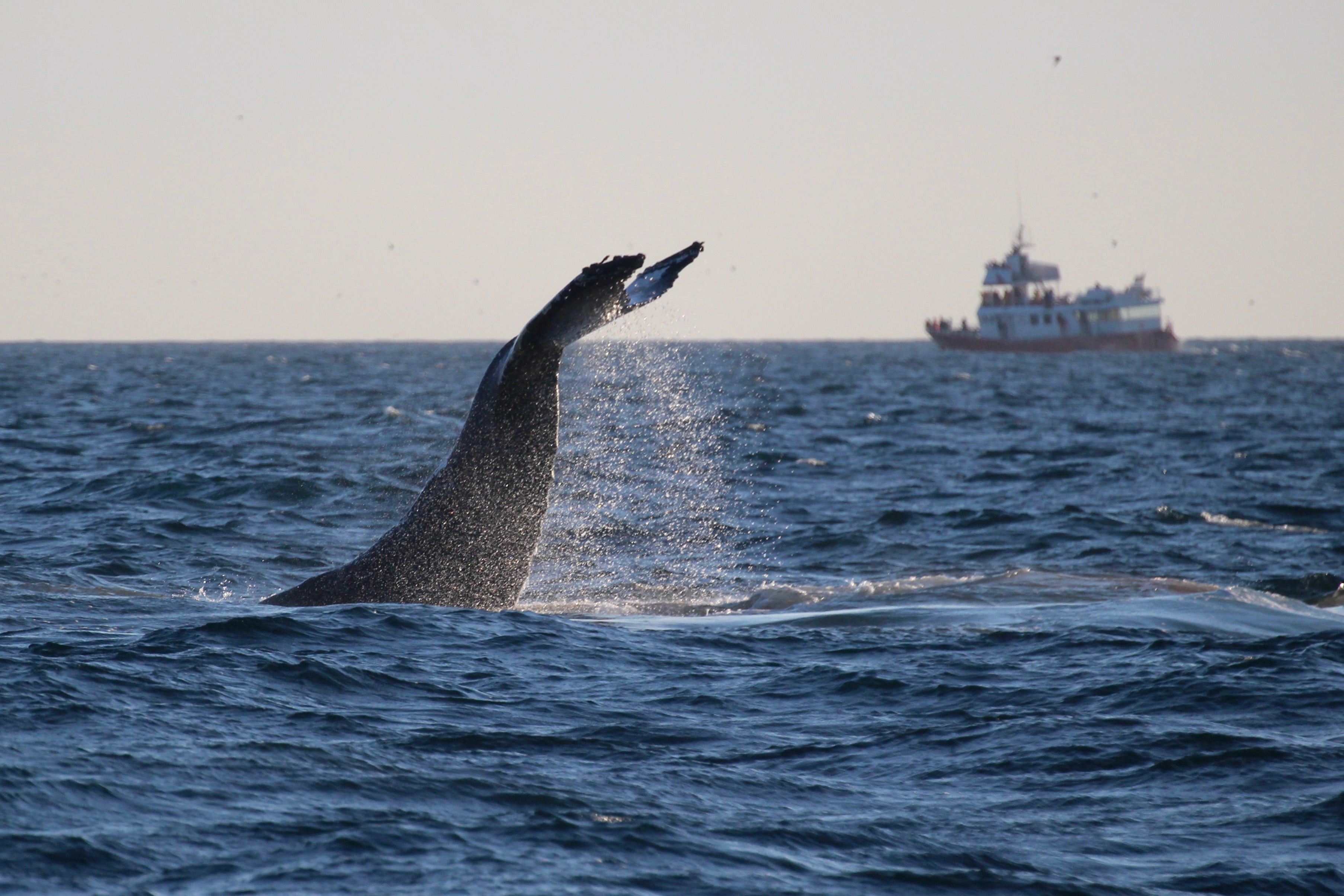 Humpback whale tail diving near Faxafloi Bay with sunset light and boat in distance