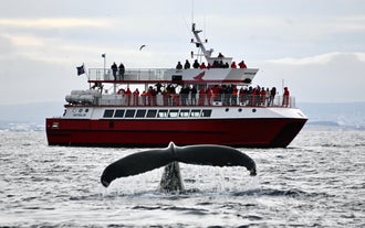 Clásica Aventura de Avistamiento de Ballenas de 3 Horas desde Reikiavik