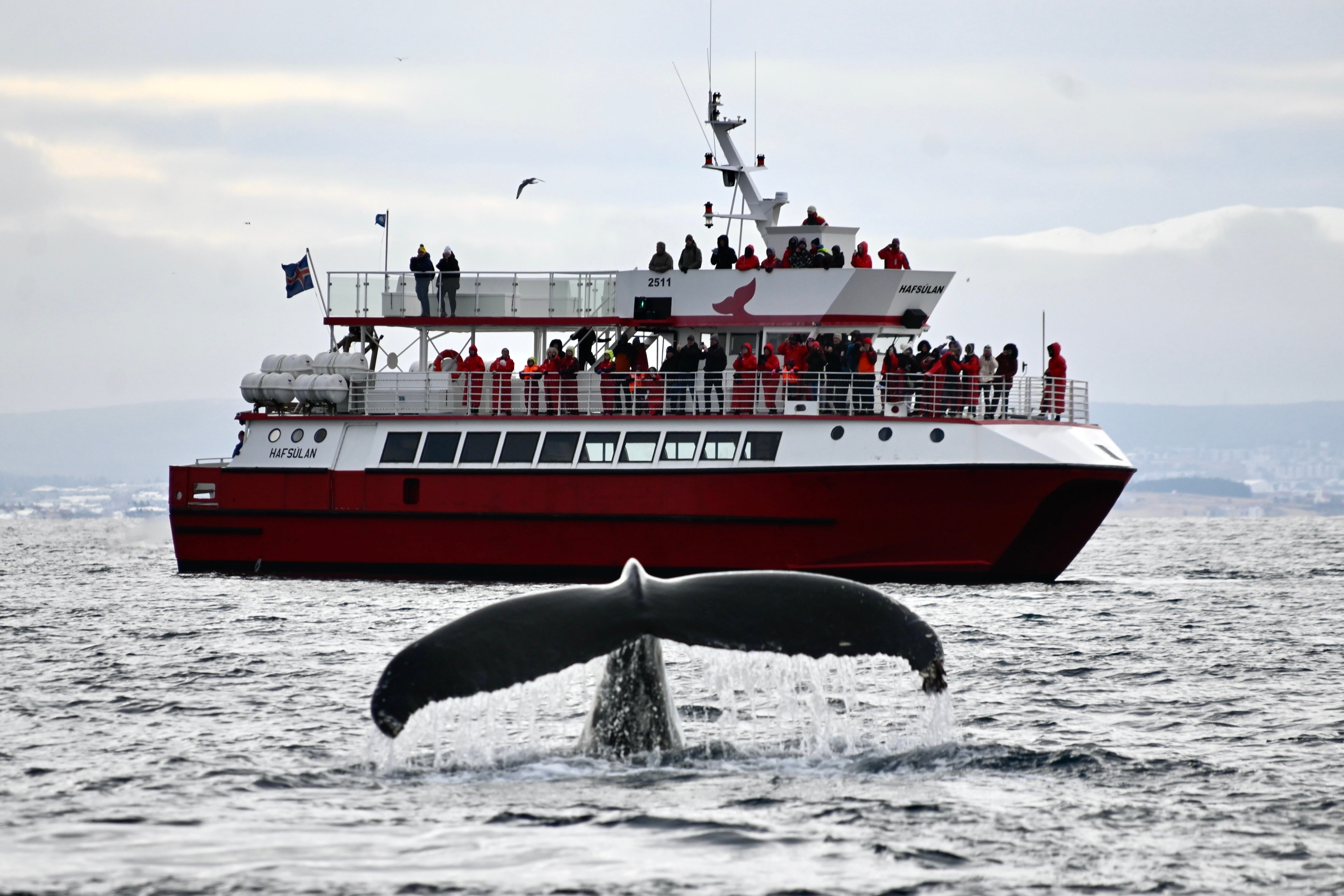 Klassisches 3-stündiges Whale-Watching-Abenteuer ab Reykjavík