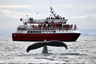 Klassisches 3-stündiges Whale-Watching-Abenteuer ab Reykjavík