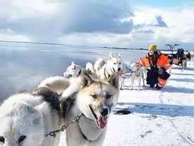 Escursione in slitta trainata da cani in un paesaggio islandese innevato, con husky e una guida in abbigliamento invernale luminoso, vicino a un lago ghiacciato sotto un cielo nuvoloso