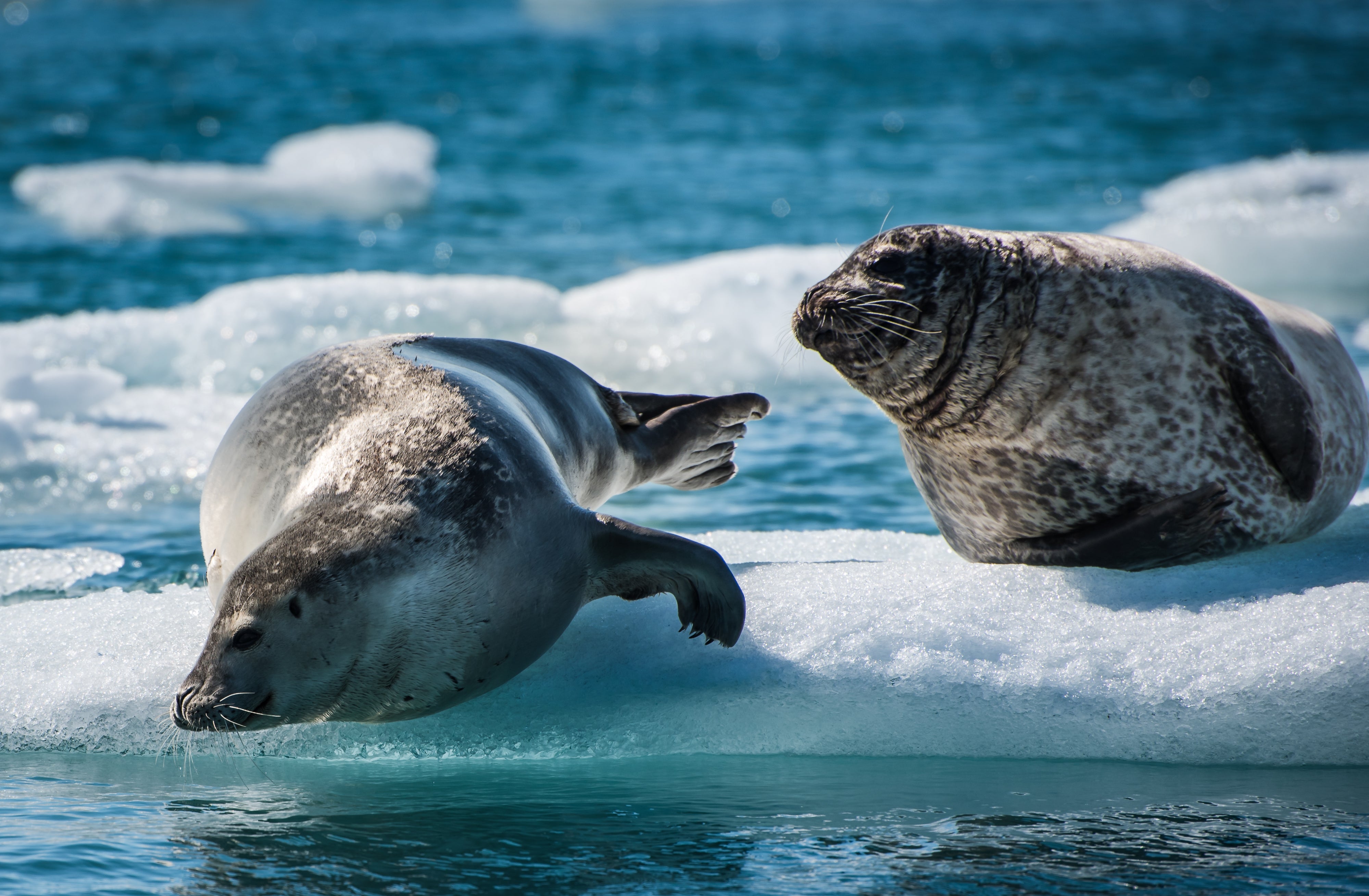 Two seals resting on floating ice in Jokulsarlon Glacier Lagoon in Iceland.