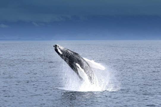 Whale Watching & River Rafting Tour from Reykjavik