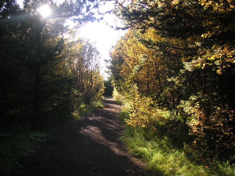 One of the forested trails in Ellidaardalur Valley in Reykjavik, Iceland.