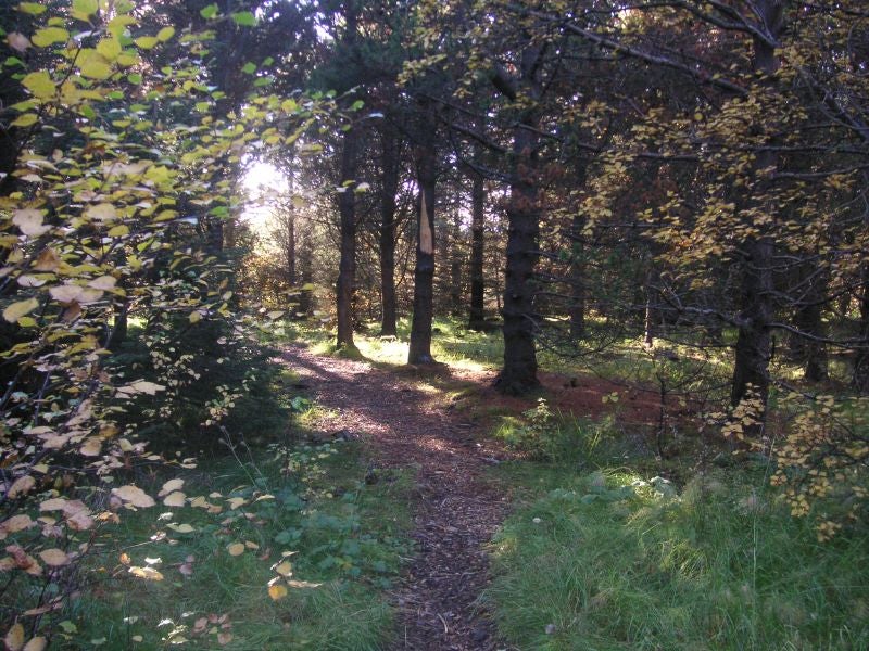 A forested area in Ellidaardalur Valley in Reykjavik, Iceland.