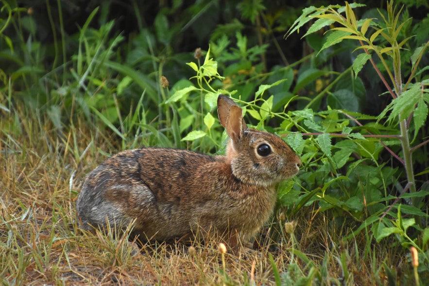 A wild rabbit in Ellidaardalur Valley in Reykjavik, Iceland.
