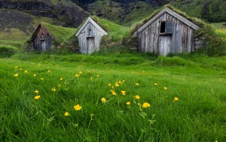 Tradisjonelle islandske torvhus omgitt av grønne enger og gule løvetann.