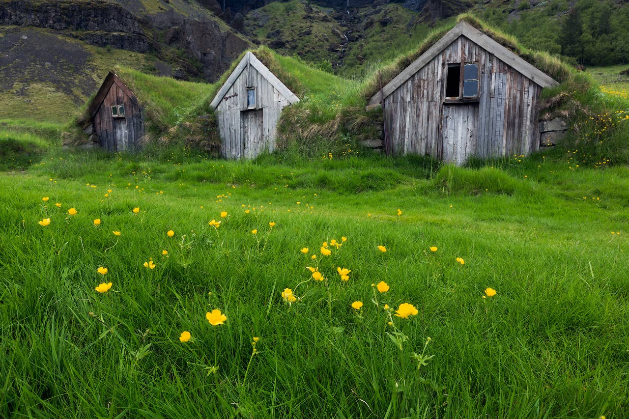 Traditionelle islandske tørvehuse omgivet af frodige grønne marker og gule mælkebøtter.