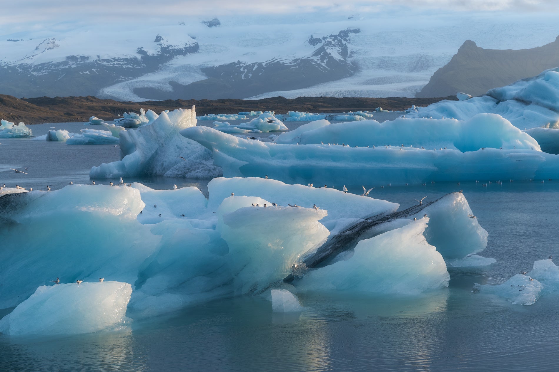 Zeevogels rusten op drijvende blauwe ijsbergen in de Jokulsarlon-gletsjerlagune, met besneeuwde bergtoppen op de achtergrond.
