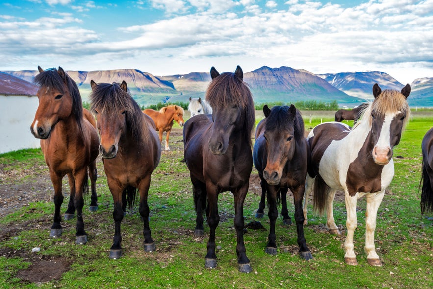 Icelandic horses