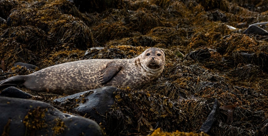 harbor seal at Ytri Tunga