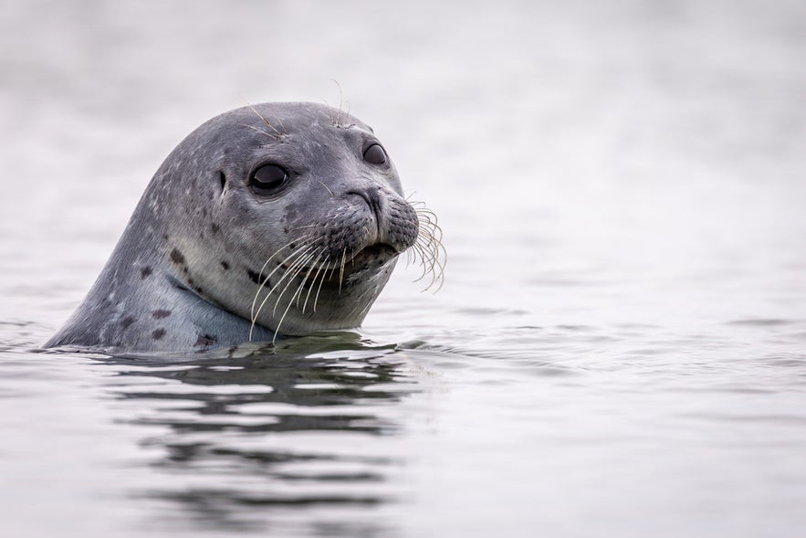young seal in iceland