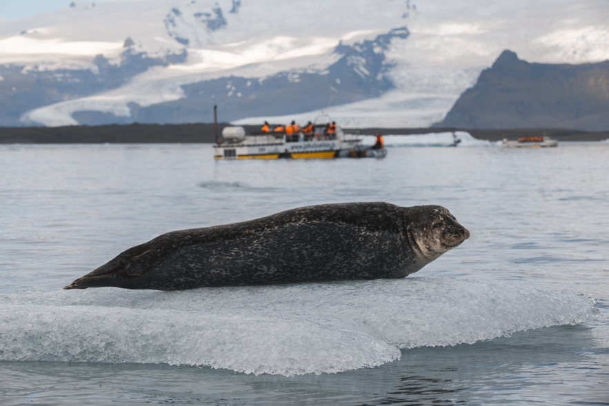 seal watching tours are a great way to see seals in Iceland