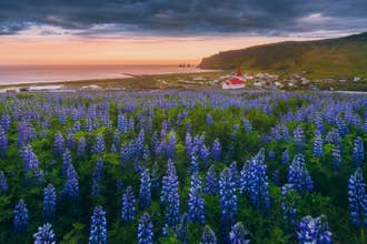 夕日に染まるヴィーク教会(Vik Church)と咲き誇るルピナス、背景にレイニスドランガル(Reynisdrangar)の景色